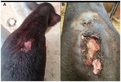 Erythema multiforme in a Central American tapir (Tapirus bairdii) calf, clinical case report